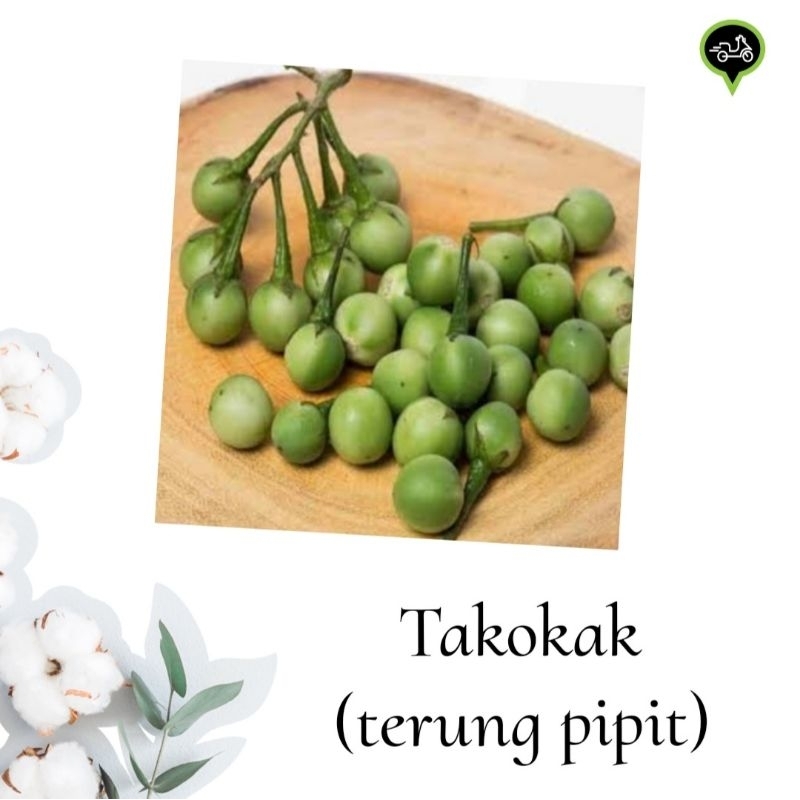 

Takokak / terung pipit