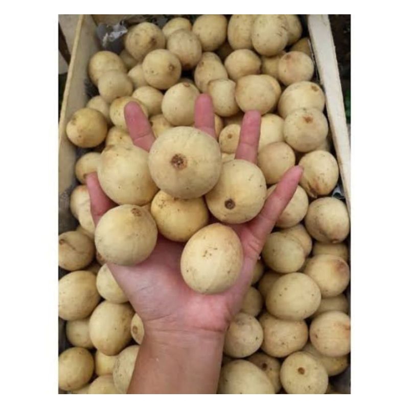 

Buah duku Palembang segar 1 kg duku Palembang manis