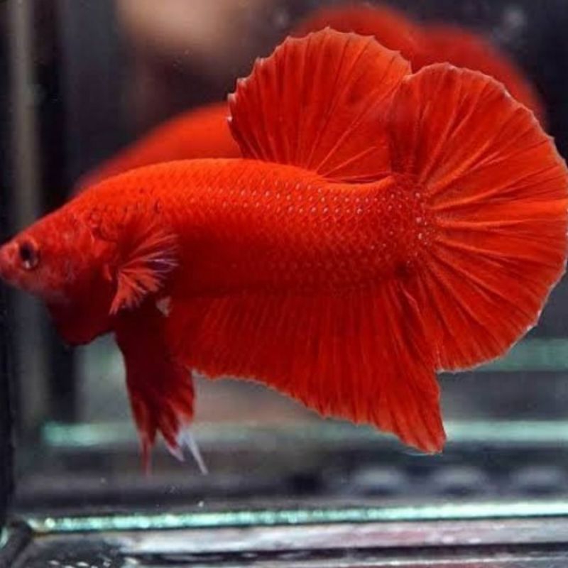 hiasan cupang pk super red