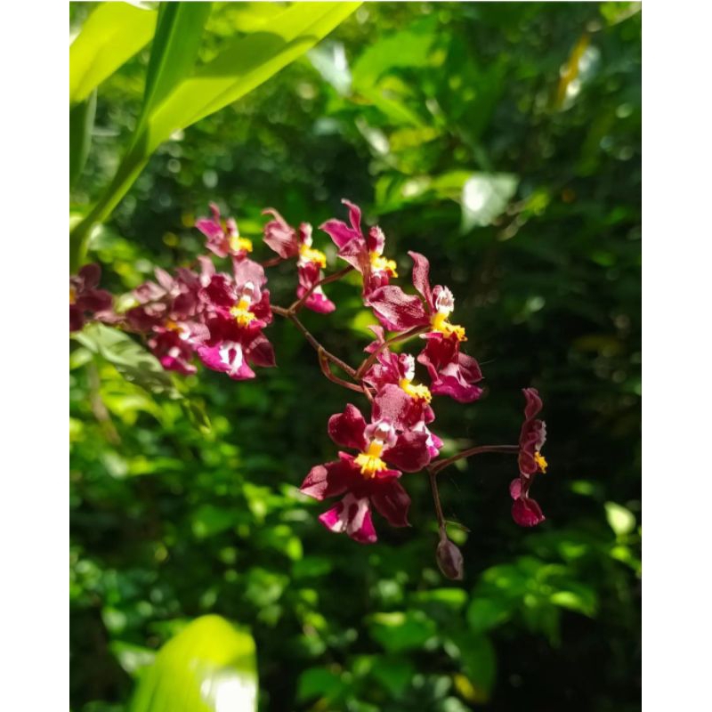 Oncidium New Sharry Baby