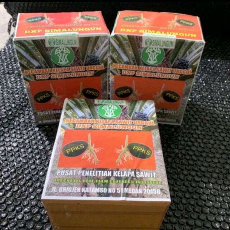 benih kecambah sawit simalungun