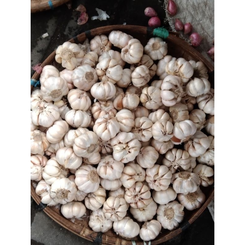 

Bawang Putih Sinco 5kg