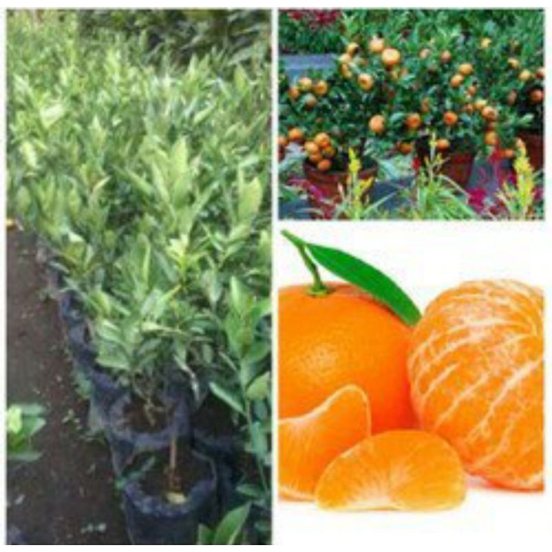 

jeruk mandarin berbuah(bonus 2 bibit durian montong)