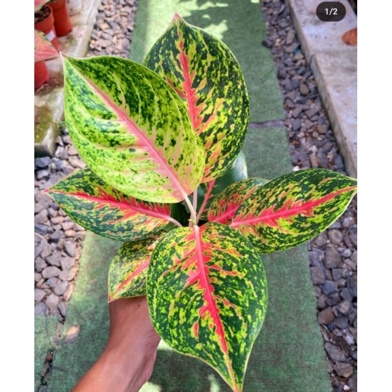 Big Papa Aglonema Big Papa Merah Mutasi Tanaman Hias Aglonema Aglaonema Big Papa Merah Mutasi Merah 