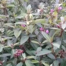 

daun senggani harenong 250gr