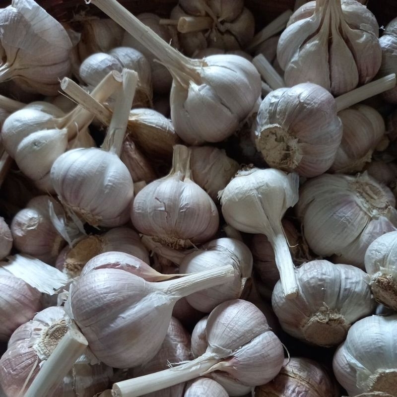 

bawang putih kating 1kg original 100%