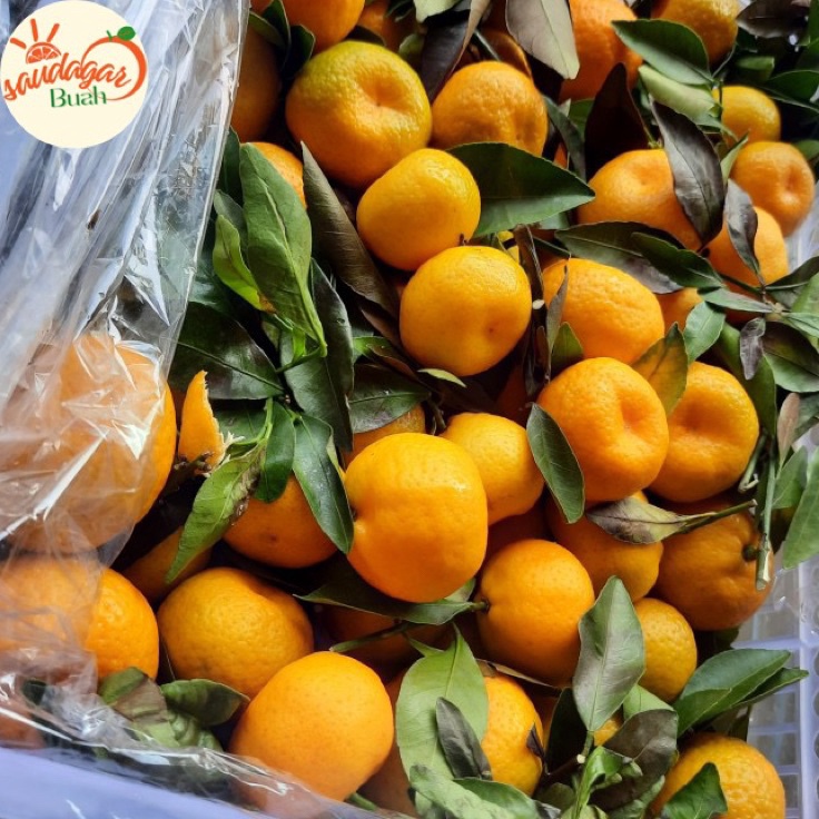 

Terbaru 33 BUAH JERUK SANTANG DAUN MANIS FRESH