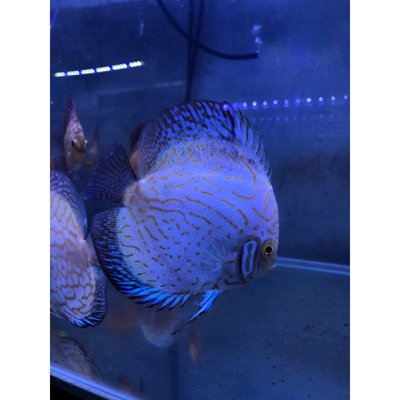 IKAN HIAS DISCUS YELLOW PIGEON