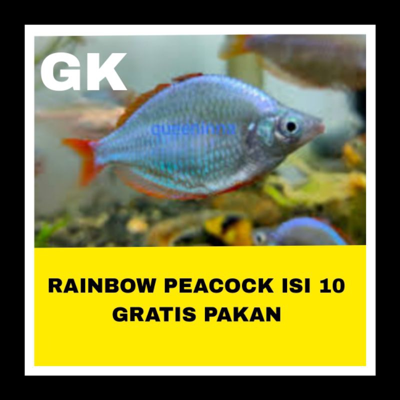 IKAN HIAS RAINBOW PEACOCK ISI 10