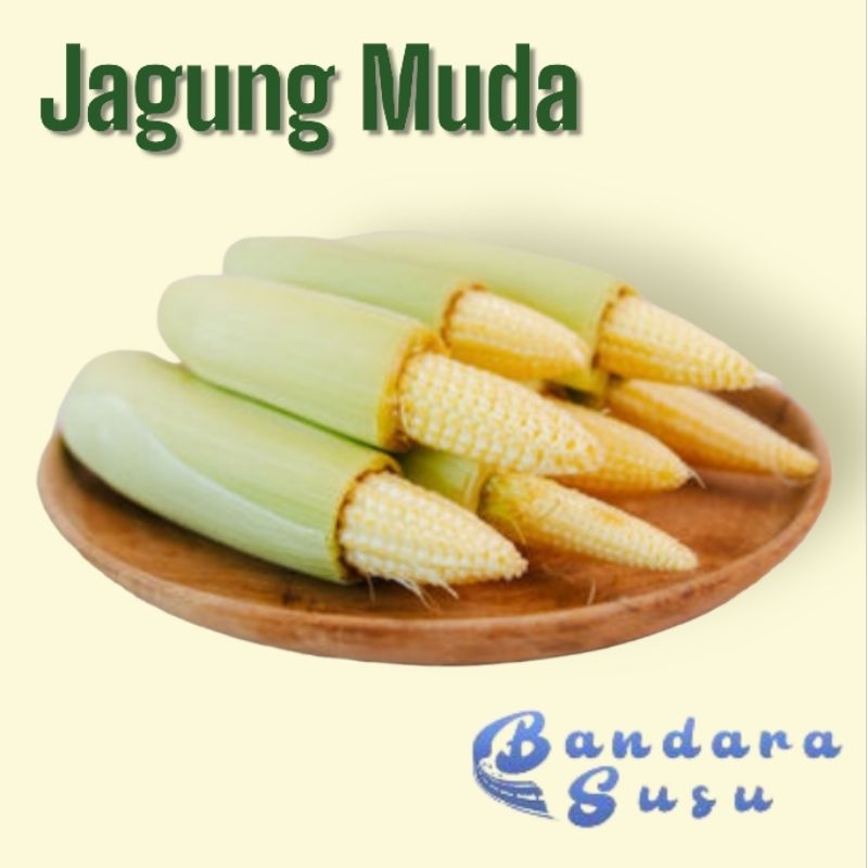 

Jagung Muda Segar