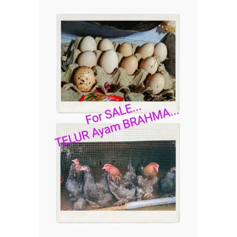 Telur Ayam Brahma Fertil