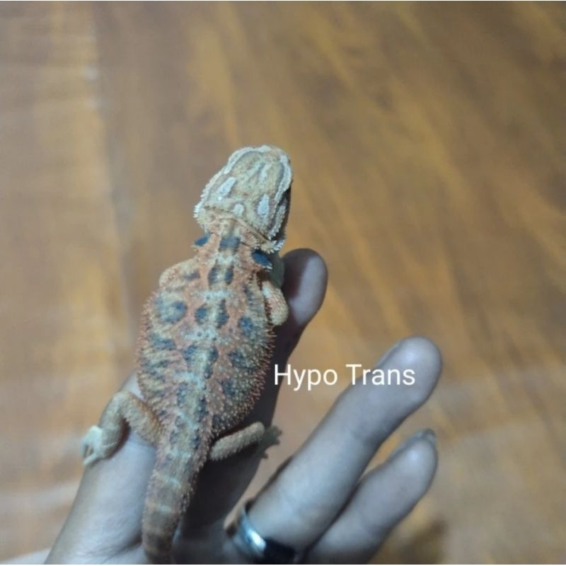 Mainan Breaded Dragon Hypo Trans