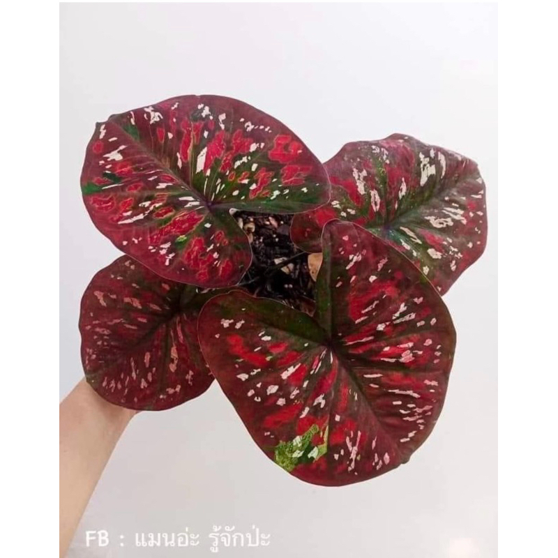 Caladium Monsawan Thailand Series