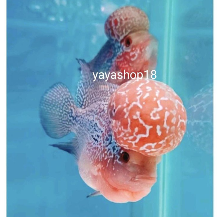 TERBARU LOUHAN SRD  SRM ORI THAILAND KUALITAS BAGUS HIASAN AQUARIUM