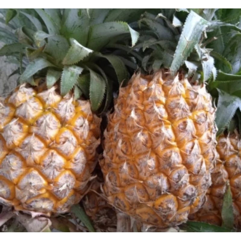 

Nanas Madu Kupas Pemalang Fresh Mini
