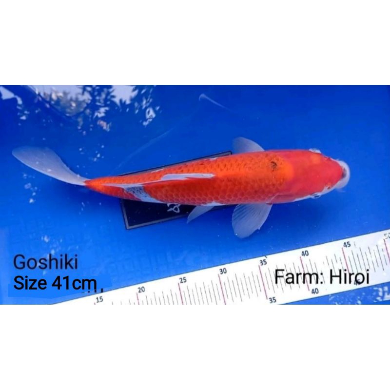 Ikan Koi Goshiki Import (Hiroi - 41cm)