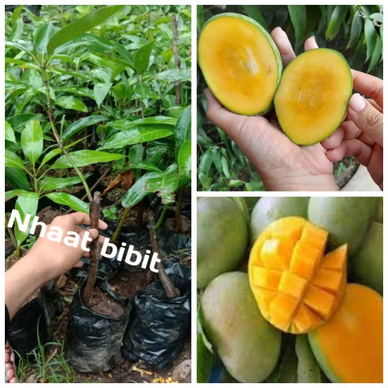 bibit mangga super ( jenis manalagi) genjah