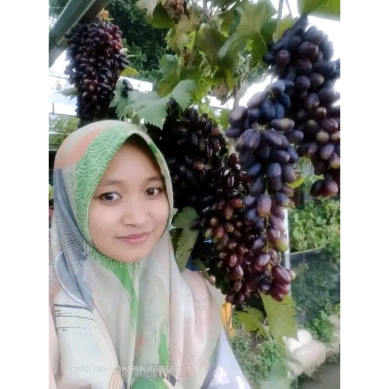 bibit anggur import gosv