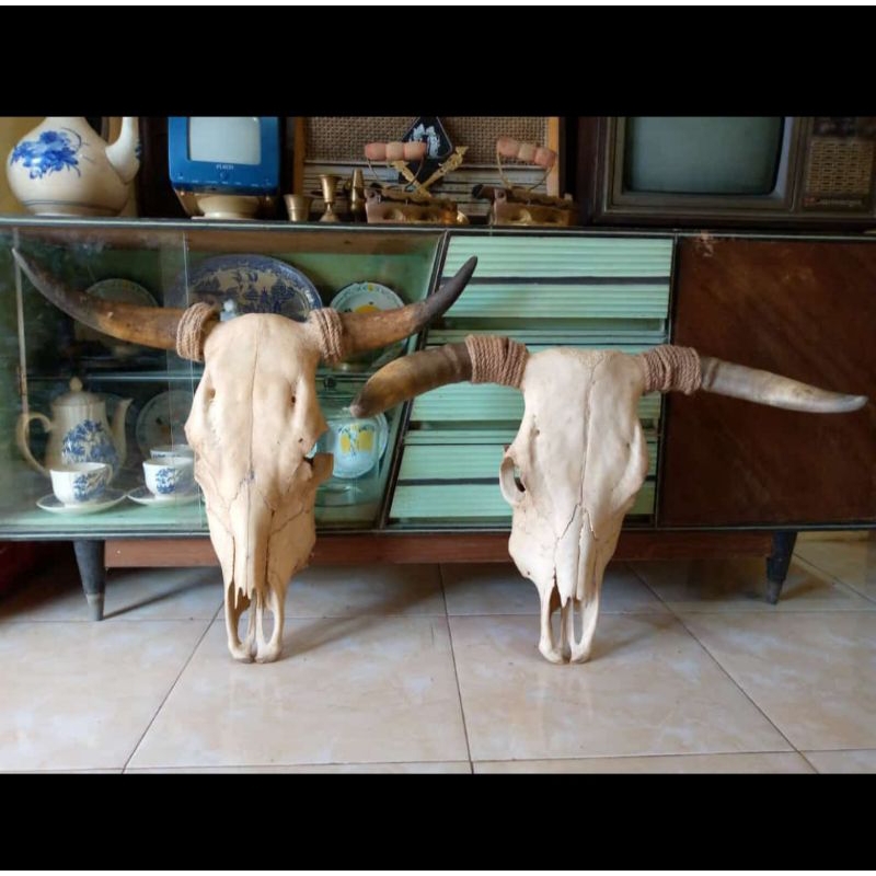 TANDUK SAPI/TENGKORAK SAPI/HIASAN DINDING/HIASAN TENGKORAK/HIASAN TANDUK