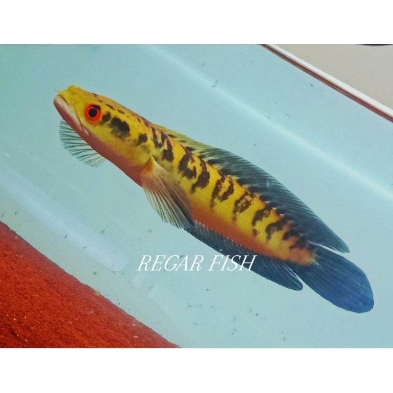 ( Bahan Progresan ) Maru YS / Yellow Sentarum 25-30 cm an