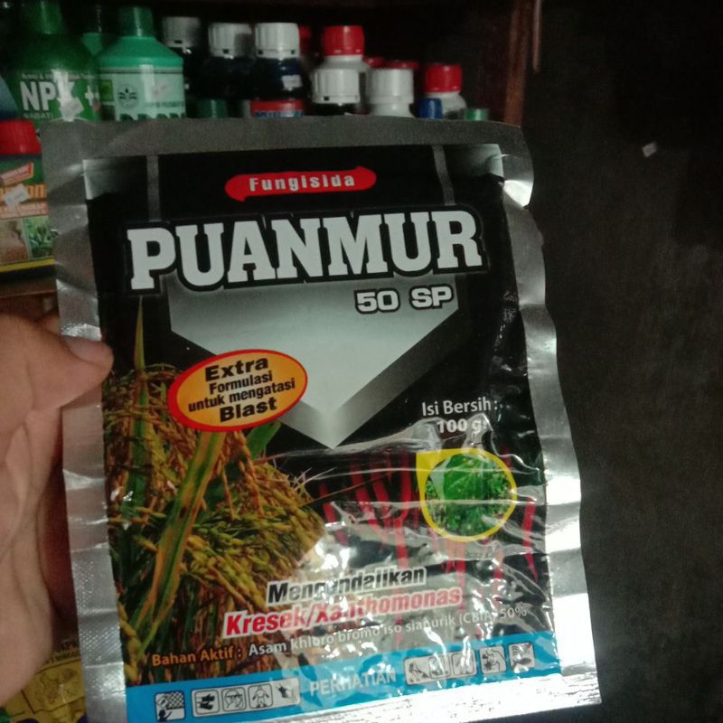 puanmur 100gram fungisida kresek blass