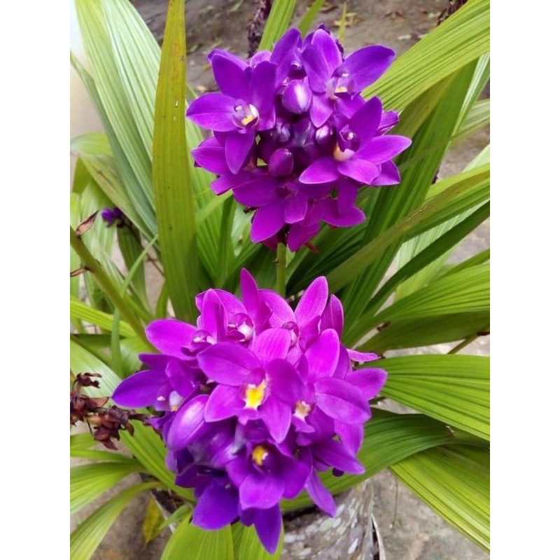 Tanaman hias hidup ANGGREK TANAH / BUNGA ANGGREK HIDUP MURAH / cymbidium purple sweet ( TANAMAN HIAS