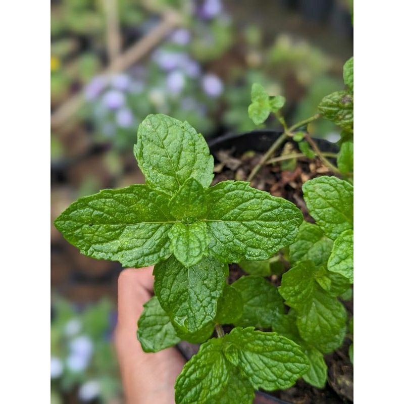 BIBIT CUBAN MOJITO MINT SIAP TANAM