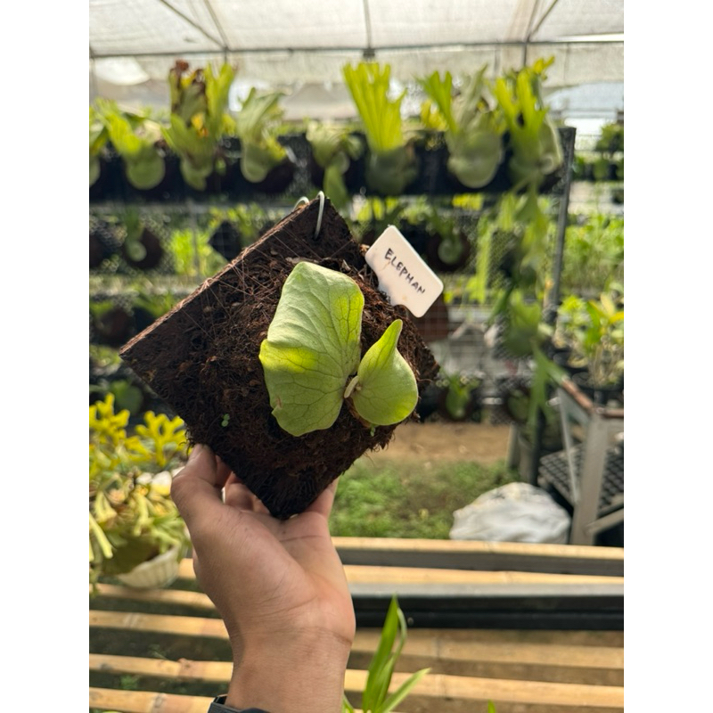 Platycerium Elephantotis