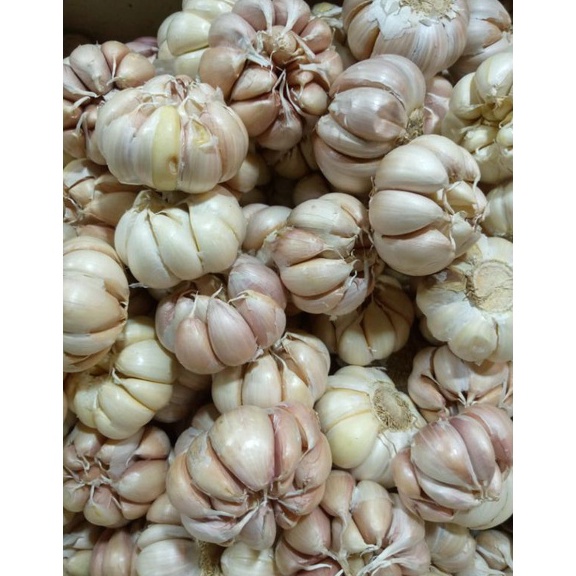 

VIRAL BAWANG PUTIH HONANBANCI 1KG