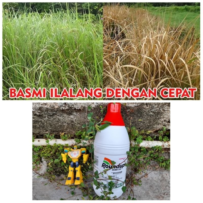 ORI | MURAH | RUMPUT MATI SAMPAI AKAR | HERBISIDA SISTEMIK ROUNDUP 486SL