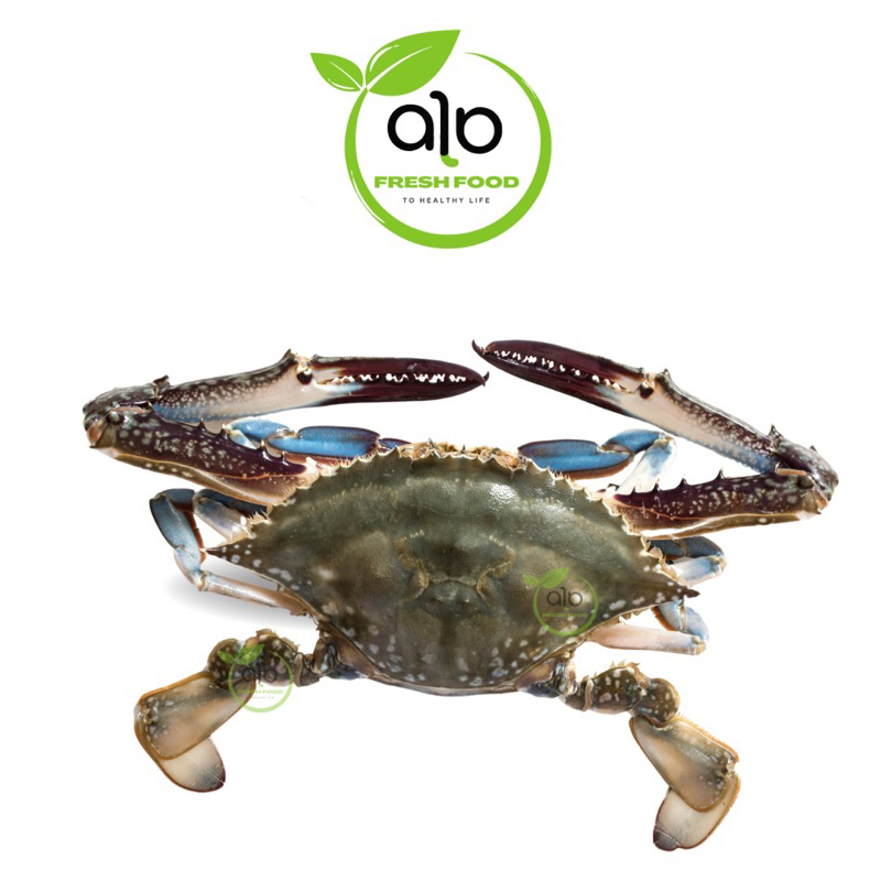 

Kepiting Rajungan segar fresh - ALO Fresh Food
