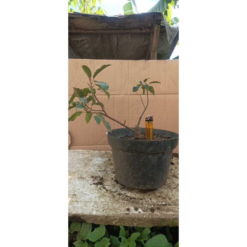 bahan bonsai bunut