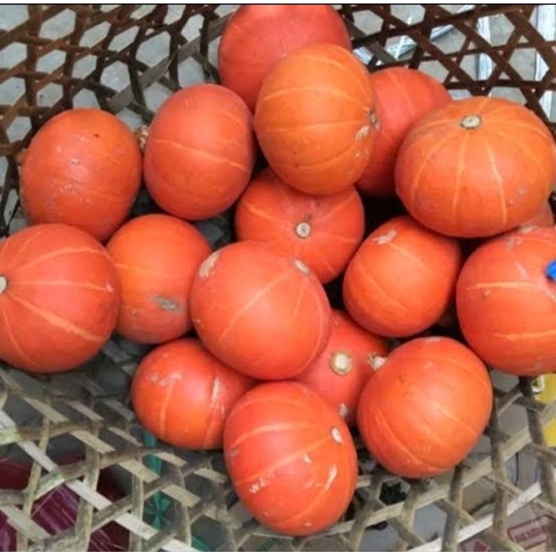 

LABU KUNING PER BUAH / KABOCHA / JAMIN SEGAR / SAYURAN