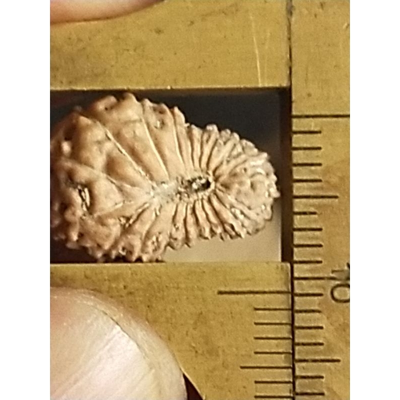 mukhi 20 medium size quality b