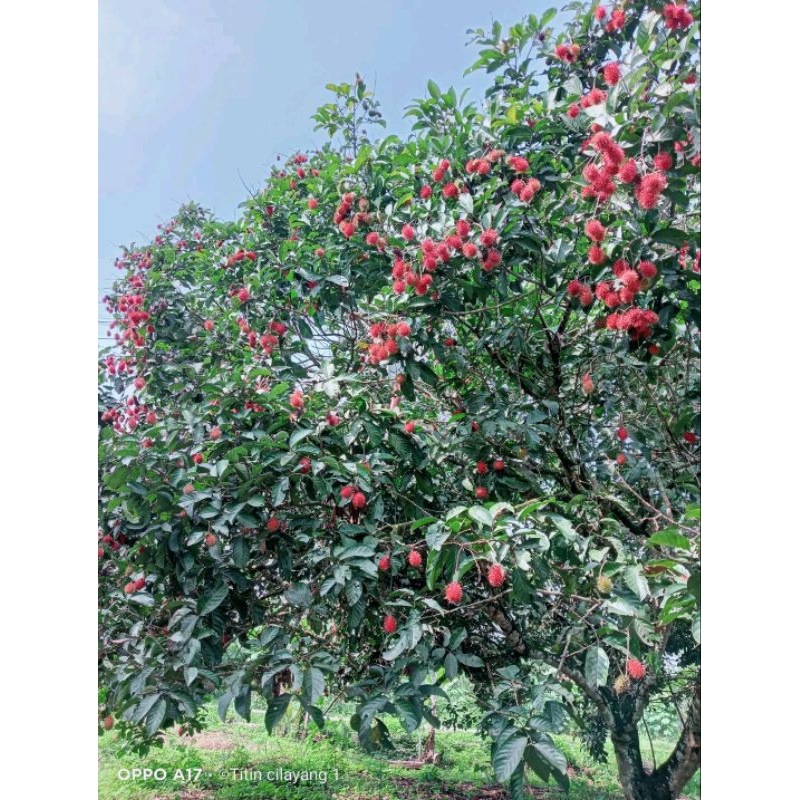 

rambutan tangkue manis dan lezat