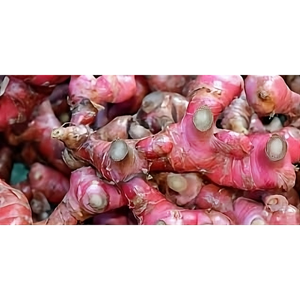 

Lengkuas Merah Hasil Bumi Wonogiri