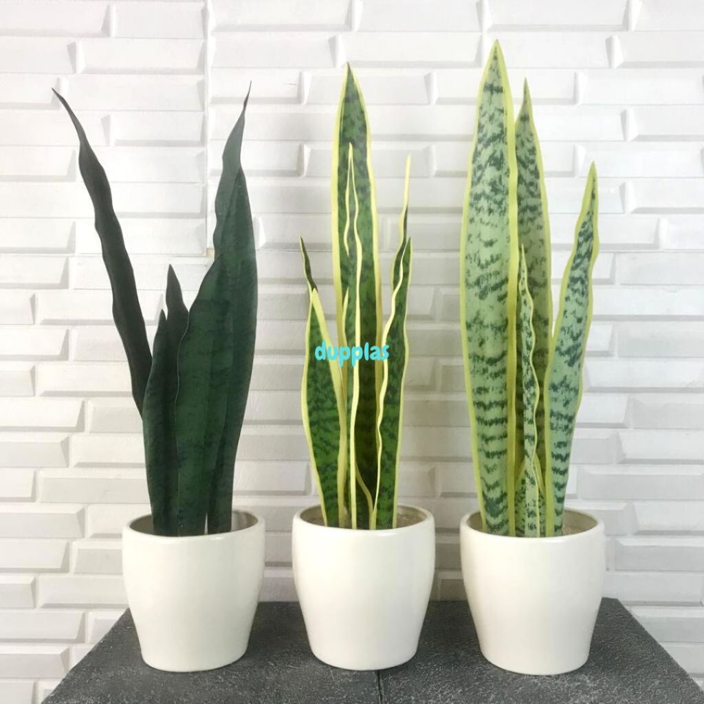 Pohon Daun Lidah Mertua Latex Vas Keramik Tanaman Hias Artifisial Pajangan Dekorasi Rumah