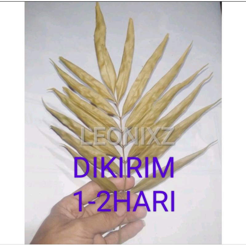 DAUN PAKIS KERING HIASAN DEKORASI RUSTIK RUSTIC