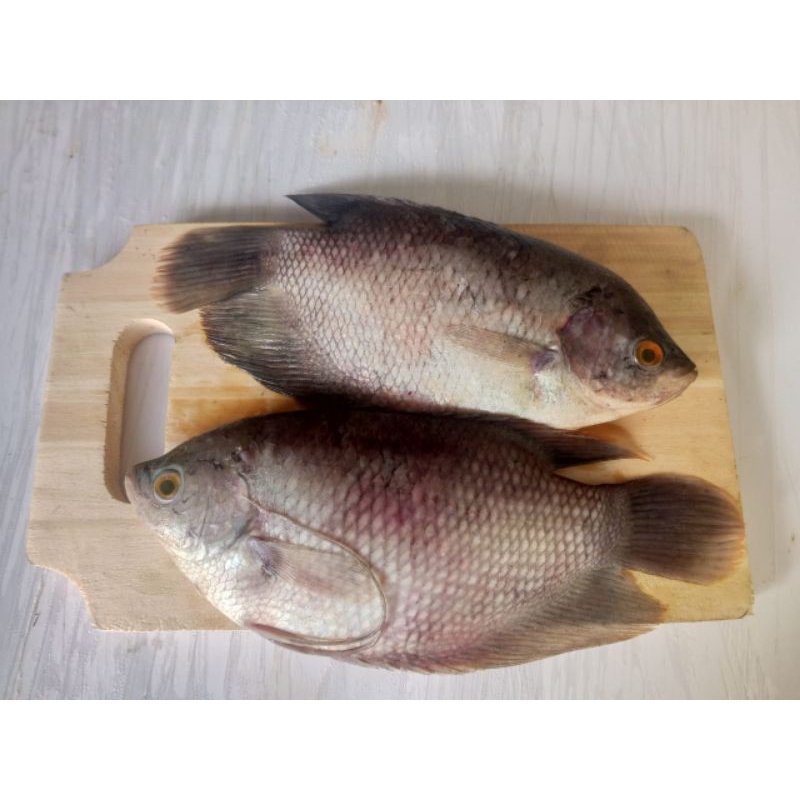 

gurame fresh 1kg (3-4ekor)