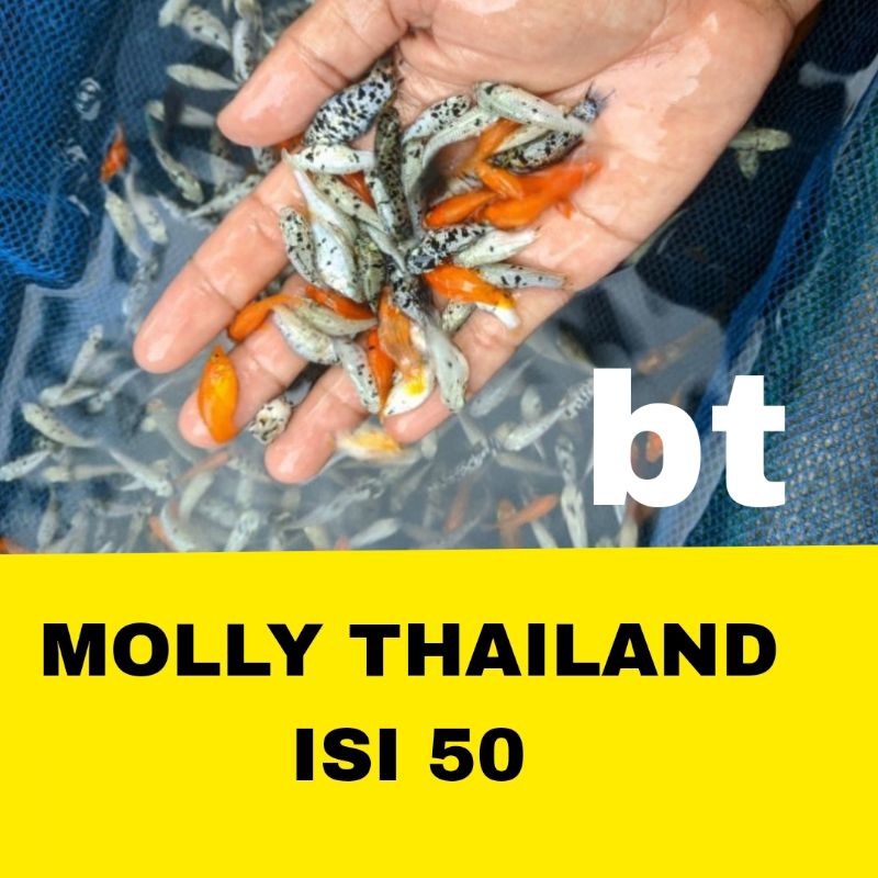 MOLLY THAILAND ISI 50 BERGARANSI