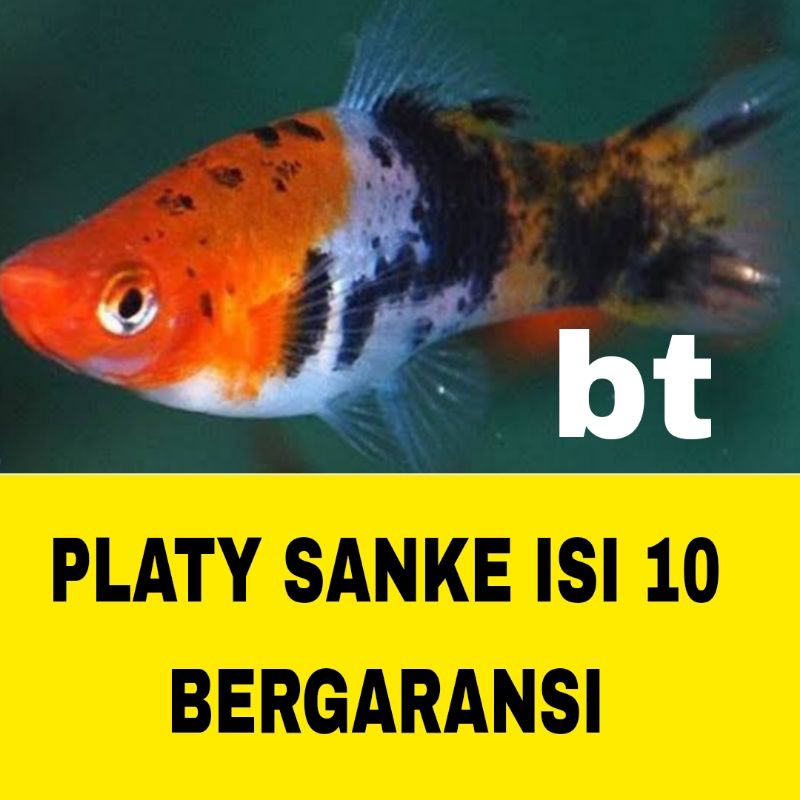 IKAN HIAS PLATY SANKE ISI 10