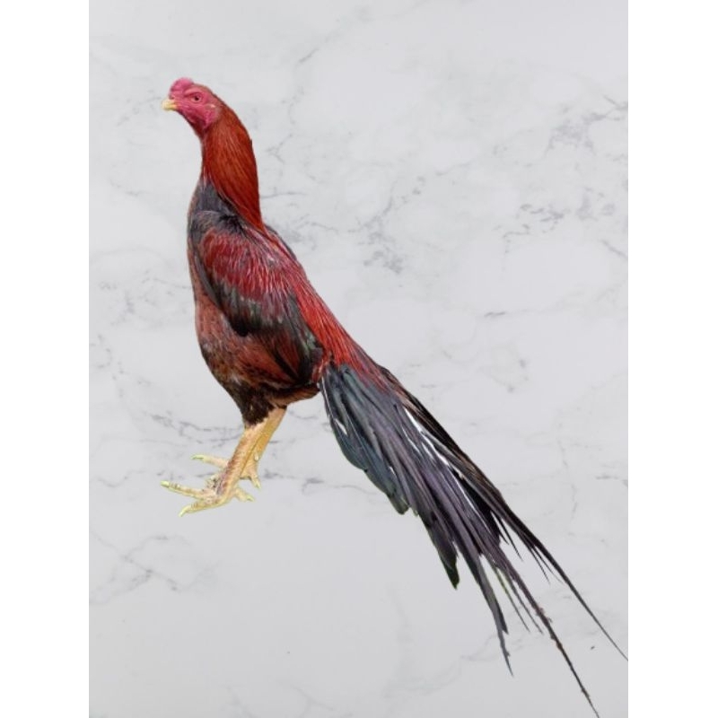 telur vertil ayam bangkok ekor lidi super