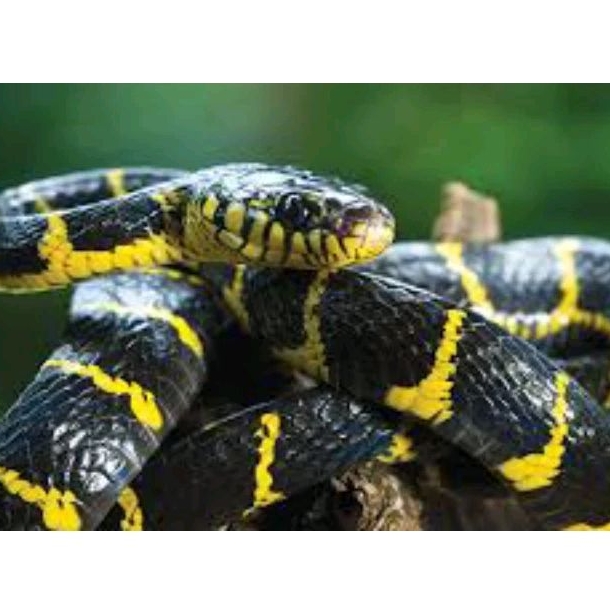 Boiga dendhropila adult