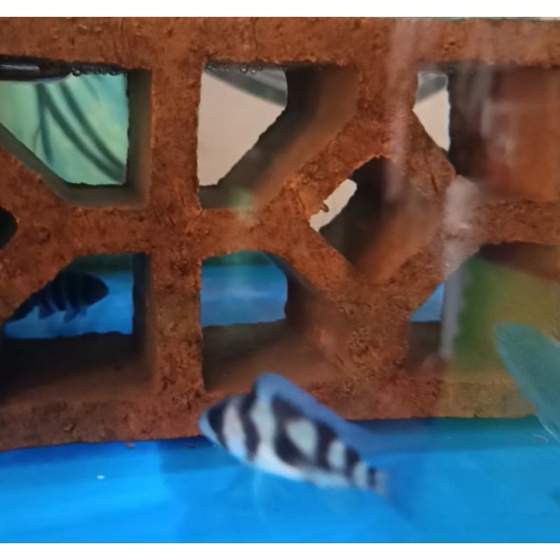 Frontosa Black Widow 5 cm