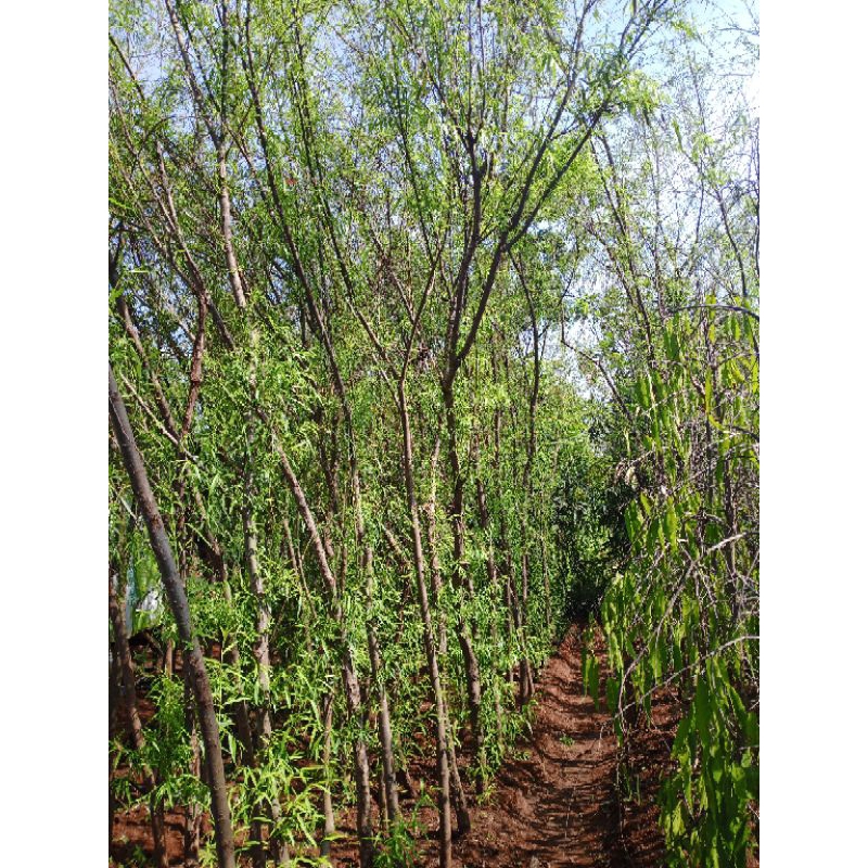 Pohon hias liangliu tinggi 4meter Lebih sudah termasuk ongkos kirim