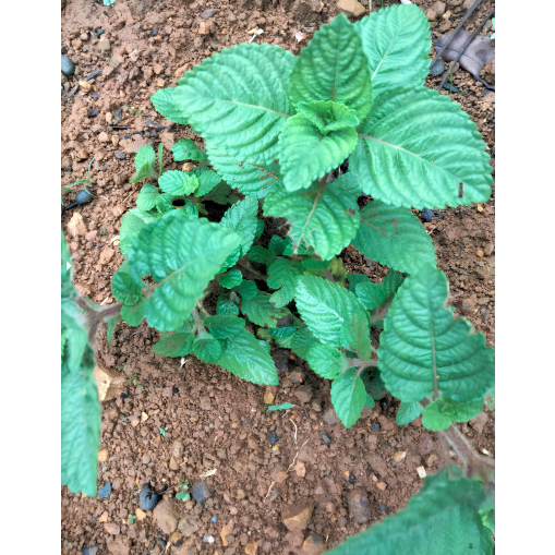 Bibit Cincau Hitam/Janggelan