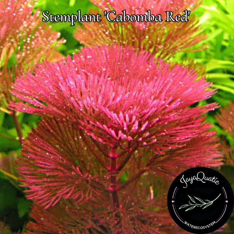 Tanaman Aquascape Stemplant - Cabomba Red