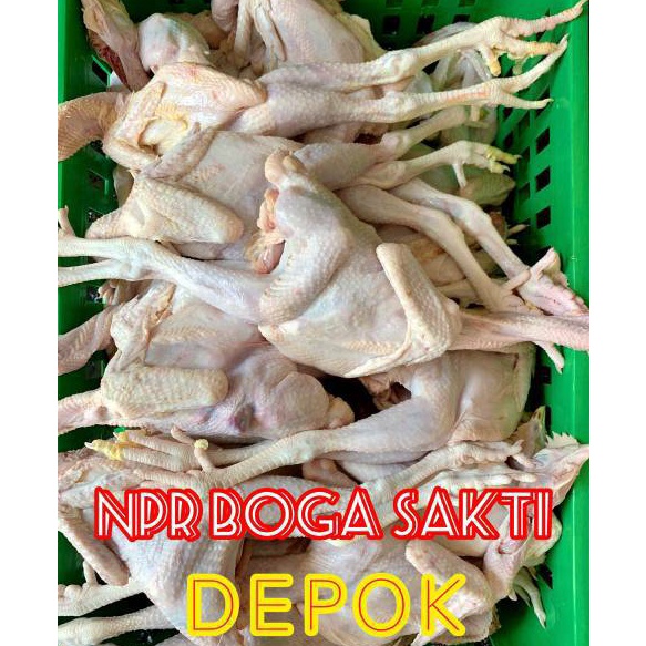 

ORIGINAL Ayam Pejantan Fresh Ayam Kalasan Fresh Harga Distributor
