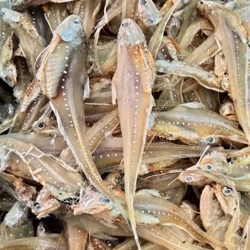 

ikan asin bulu ayam kering 1 kg