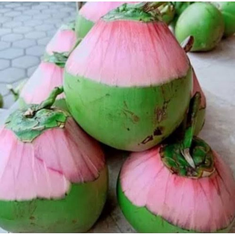 

kelapa ijo/kelapa obat/kelapa cengkir